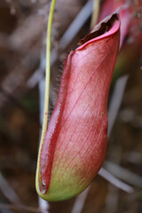 Closed up Nepenthes bicalcarata Hook  plant in the nature background