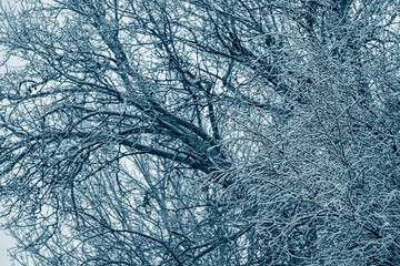 Tree branches after morning frost against the background of fog.
