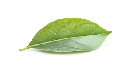 A vibrant green leaf rests elegantly on a clean white surface, showcasing the contrast between nature and simplicity.