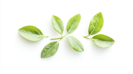 Three delicate leaves rest on a clean white surface, harmonizing with a minimalist white background, showcasing nature's simplicity and elegance.