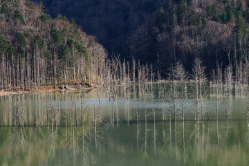 秋のシューパロ湖と立ち枯れの木