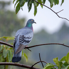 Fototapeta premium Passenger Pigeon bird (Ectopistes migratorius) on a tree branch during a rainy day. The bird are looking at side. The background is blurred and contains green leaves and the sky.