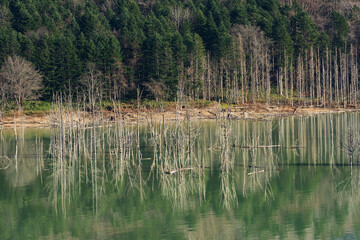 秋のシューパロ湖と立ち枯れの木
