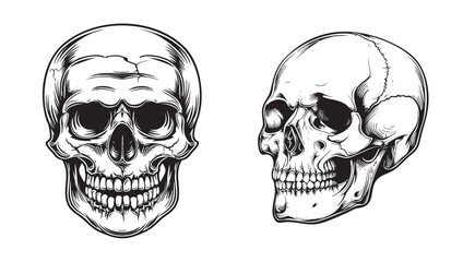 Illustration of anatomical skull set