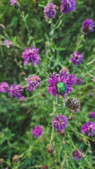 flower in the garden