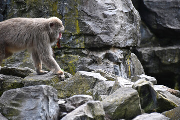Macaque japonais