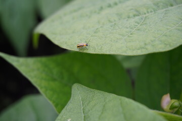 Close up of Acalymma vittatum, the striped cucumber beetle on a green leaf