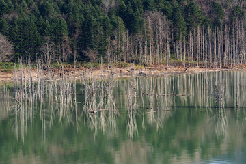 秋のシューパロ湖と立ち枯れの木