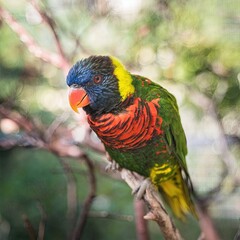 Colorful Lorikeet on Branch: Bright lorikeet with vivid green, red, and blue plumage perched gracefully, ideal for tropical bird lovers.
