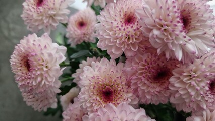 pink chrysanthemum flowers