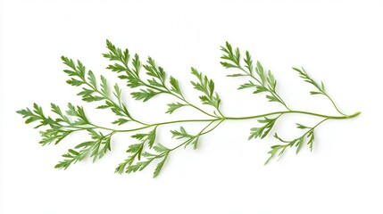 Fototapeta premium A vibrant green plant with lush leaves is displayed on a clean white surface, creating a fresh and modern aesthetic.