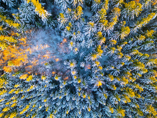 This aerial view reveals a winter forest with snow-covered evergreens and hints of golden foliage, capturing the serene beauty of nature during the cold season.