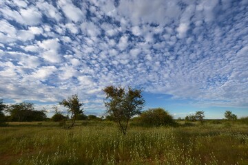 Obraz premium Buschsavanne in Zentral Namibia