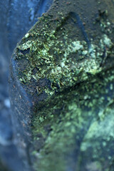 Lichen and moss on cement corner