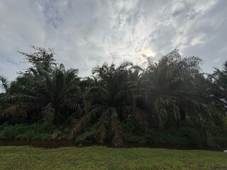Tranquil Tropical Landscape Featuring Palm Trees, Lush Greenery, and Rural Scenery in Pekanbaru