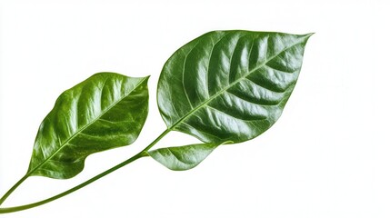 Obraz premium A vibrant green leaf attached to a delicate stem, set against a clean white background, highlighting its natural beauty and simplicity.