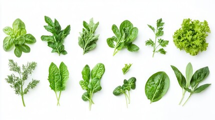 A detailed close-up of various types of leaves showcasing diverse shapes, textures, and colors, highlighting nature's intricate beauty.