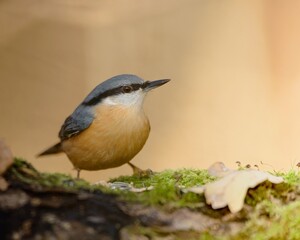 Eurasian nuthatch on a mossy tree