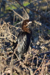 fra i rametti un piccolino