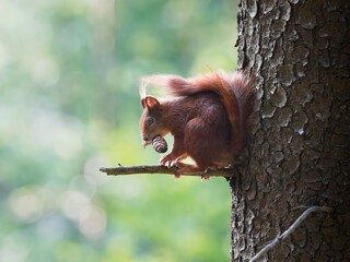 Squirrel on a branch with a green background