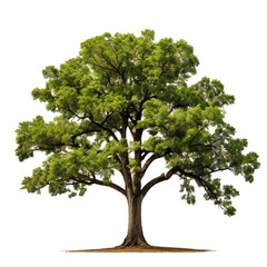 green tree isolated