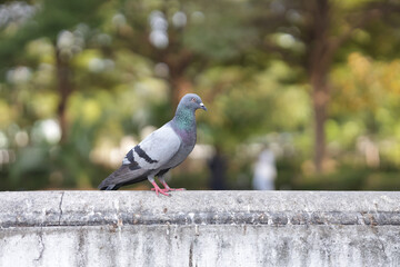 A pigeon is standing on the wall. A gray pigeon is looking for food.