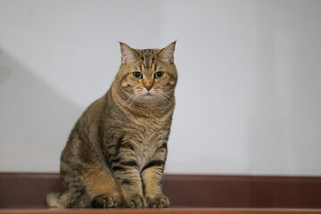 A brown cat with black stripes is sitting with a determined gaze. A cute brown cat sits and stares forward.