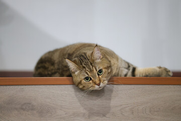 A brown cat lies down with its head relaxed. A brown cat sleeps in a relaxed pose.