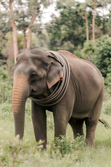 Fototapeta premium elephant in the zoo