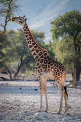 giraffe in the savannah