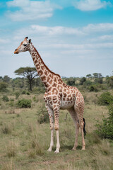 Obraz premium giraffe in the savannah
