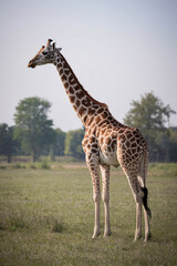 giraffe in continent