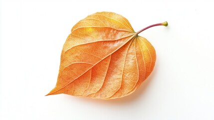 Fototapeta premium A heart-shaped leaf rests elegantly on a pristine white surface, showcasing nature's beauty and unique design in a minimalist composition.