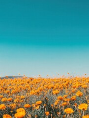 Fototapeta premium marigold field under a clear blue sky, with golden yellow and orange flowers creating a rich and lively tapestry on the ground