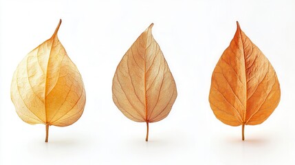 Three distinct leaf types are displayed on a white background, showcasing their unique shapes and textures in a natural arrangement.