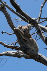koala in Kangaroo Island, near South Australia, is a nature haven known for wildlife like kangaroos, seals, and koalas, plus rugged cliffs, beaches, Flinders Chase National Park, and Seal Bay.