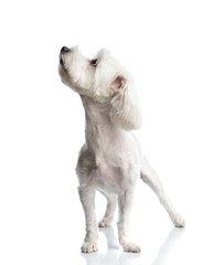 adorable bichon standing and looking up to side