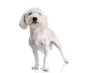 little white bichon standing