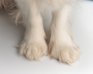 closeup of cute furry dog paws