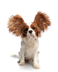 cute cavalier king charles spaniel dog with brown fluffy ears
