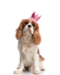 lovely cavalier king charles spaniel dog with cross and crown
