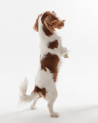 back view of playful spaniel dog leaping up