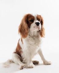 angry spaniel dog looking to side while sitting