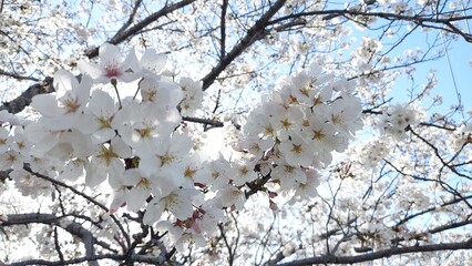 日本で満開の桜の木