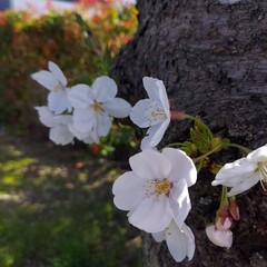 日本で満開の桜の木