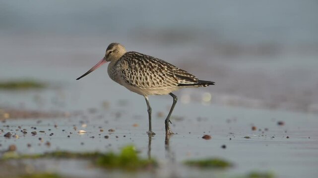 Black-tailed Godwit, Limosa limosa, bird on beach at winter time