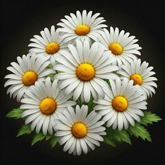 Obraz premium Daisy flower 