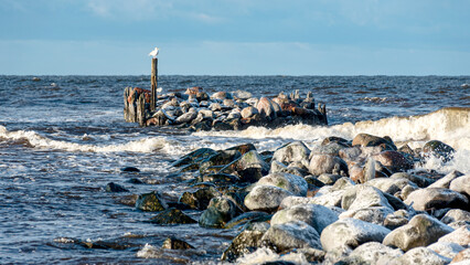 landscape with the seashore, windy winter day, water splashes, stone pier on the seashore, Baltic Sea, Latvia