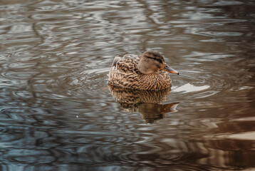 Duck in the water