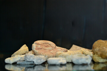 Sauropod dinosaur eggs, Cretaceous, France. High quality photo